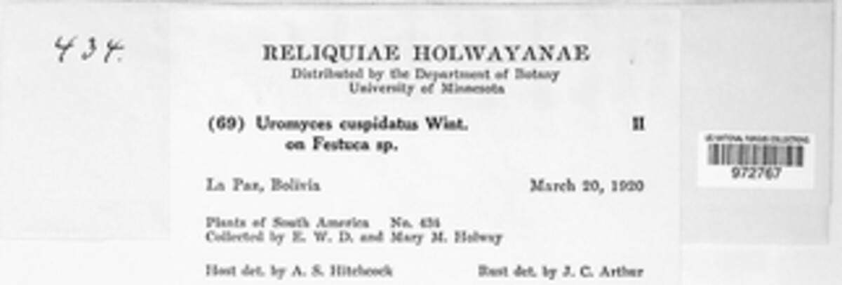 Uromyces cuspidatus image
